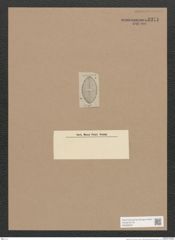 Navicula sp. (de-Toni-Nr.: Genus 1) Zeichnungen Sammlung Grunow Nr. 1371 (NHMW-BOT-W0368325)